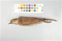 藏品(白腹鶇)的圖片